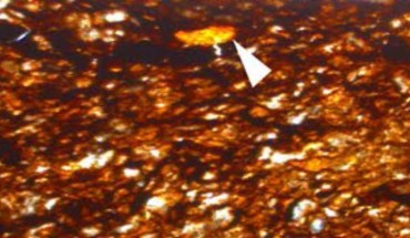 Orange-colored gum ducts (arrows) in the brown leaf tissue of Welwitschiophyllum brasiliense from the Crato Formation, Brazil. Image credit: Roberts et al, doi: 10.1038/s41598-020-60211-2.