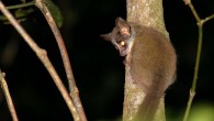 The Taita Mountain dwarf galago photographed in Ngangao Forest in 2019. Image credit: Hanna Rosti.