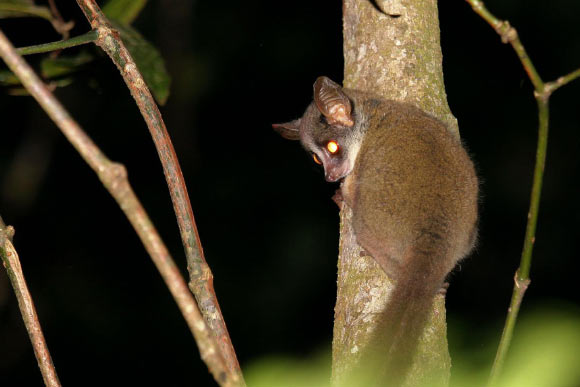 The Taita Mountain dwarf galago photographed in Ngangao Forest in 2019. Image credit: Hanna Rosti.