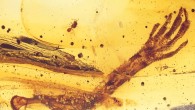 Light microscopic image of the piece of 15-20-million-year old Dominican amber; the specimen contains a fairy wasp and the left forelimb of an anole lizard; several flow structures can be recognized in the resin. Image credit: Barthel et al, doi: 10.1371/journal.pone.0228843.