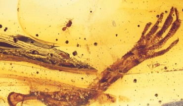 Light microscopic image of the piece of 15-20-million-year old Dominican amber; the specimen contains a fairy wasp and the left forelimb of an anole lizard; several flow structures can be recognized in the resin. Image credit: Barthel et al, doi: 10.1371/journal.pone.0228843.