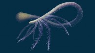 Facivermis yunnanicus. Image credit: Franz Anthony.