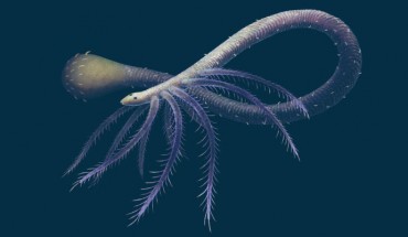 Facivermis yunnanicus. Image credit: Franz Anthony.