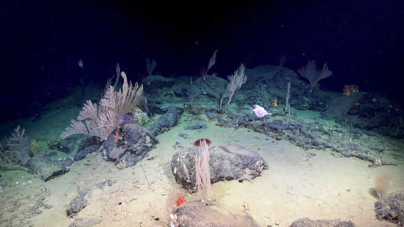Coral garden found in Bremer Canyon, Western Australia as part of a month long expedition exploring canyon depths for the first time with ROV SuBastian. Image credit: Schmidt Ocean Institute.