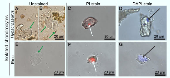 Isolated chondrocytes of Hypacrosaurus stebingeri and their positive response to two DNA assays: (A, B, E) isolated chondrocytes of Hypacrosaurus stebingeri and emu photographed under transmitted light (green arrows); Hypacrosaurus stebingeri chondrocytes were successfully isolated as individual cells (A) and cell doublets (B); Hypacrosaurus stebingeri (C) and emu chondrocytes (F) showing positive response to propidium iodide, a DNA intercalating dye, to a small and circular region that locates intracellularly (white arrows); Hypacrosaurus stebingeri (D) and emu chondrocytes (G) also show a similar binding when exposed to 4′,6′-diamidino-2-phenylindole dihydrochloride, another DNA-specific stain (black arrows) although in both cases, emu cell staining is significantly greater than in the dinosaur cells. Image credit: Bailleul et al, doi: 10.1093/nsr/nwz206.