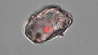 Hypacrosaurus stebingeri chondrocyte. Image credit: Bailleul et al, doi: 10.1093/nsr/nwz206.