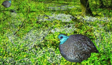 Reconstruction of Uintan paraortygid. Image credit: Thomas Stidham.