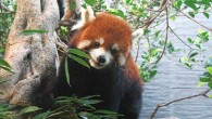 The Chinese red panda (Ailurus styani). Image credit: Yunfang Xiu, Straits (Fuzhou) Giant Panda Research and Exchange Center, China.