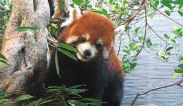 The Chinese red panda (Ailurus styani). Image credit: Yunfang Xiu, Straits (Fuzhou) Giant Panda Research and Exchange Center, China.