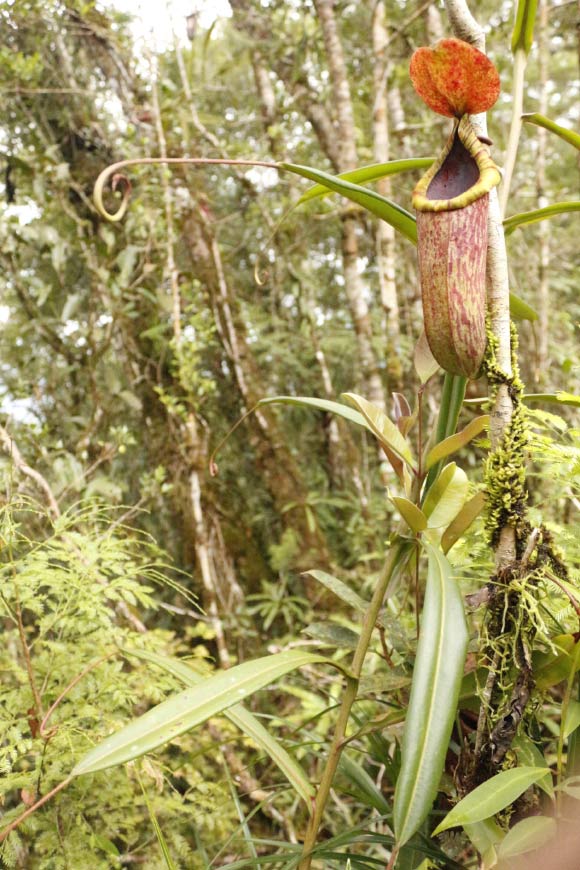Upper pitchers on living plants of Nepenthes cabanae. Image credit: N.E. Lagunday.