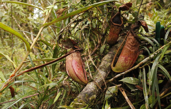 Upper pitchers and leaf attachment on living plant of Nepenthes cabanae. Image credit: N.E. Lagunday.