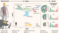 Genome-wide transcriptomics analysis of anatomically dissected regions in mammalian brains uncovers regional and species-specific expression: multiple regions of the human, pig, and mouse brain were dissected and analyzed; a uniform manifold approximation and projection (UMAP) analysis (middle) shows the global expression patterns of 1,710 samples in the human brain, with the cerebellum as the outlier; the Human Protein Atlas (HPA) Brain Atlas (right) shows the expression of individual genes, for example, synaptosomal-associated protein 25 (SNAP25), in the different brain regions in the three mammalian species. Image credit: Sjöstedt et al, doi: 10.1126/science.aay5947.