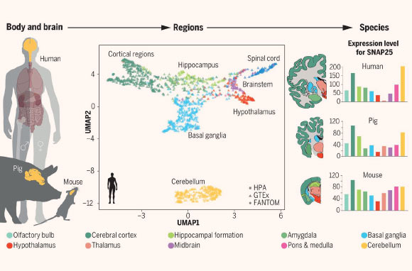 Genome-wide transcriptomics analysis of anatomically dissected regions in mammalian brains uncovers regional and species-specific expression: multiple regions of the human, pig, and mouse brain were dissected and analyzed; a uniform manifold approximation and projection (UMAP) analysis (middle) shows the global expression patterns of 1,710 samples in the human brain, with the cerebellum as the outlier; the Human Protein Atlas (HPA) Brain Atlas (right) shows the expression of individual genes, for example, synaptosomal-associated protein 25 (SNAP25), in the different brain regions in the three mammalian species. Image credit: Sjöstedt et al, doi: 10.1126/science.aay5947.