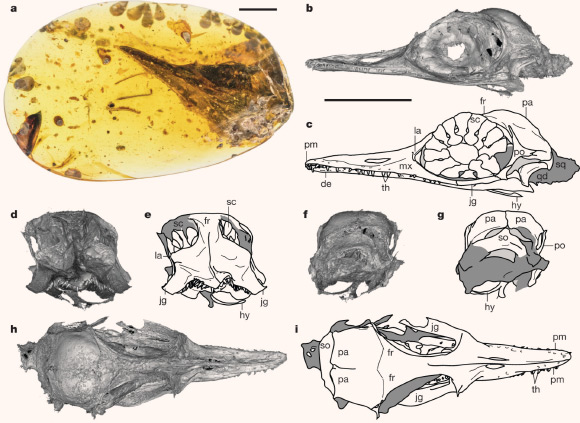 Photograph, computed tomography scans and interpretive drawings of the Oculudentavis khaungraaea specimen: (a) photograph of the amber piece with skull ventrolaterally exposed; scan (b) and drawing (c), left lateral view; scan (d) and drawing (e), rostral view; scan (f) and drawing (g), occipital view; scan (h) and drawing (i), dorsal view. Abbreviations: de – dentary, fr – frontal, hy - hyoid bone (or bones), jg – jugal, la – lacrimal, mx – maxilla, pa – parietal, pm – premaxilla, po – postorbital, qd – quadrate, sc - scleral ossicle, so – supraoccipital, sq – squamosal, th – teeth. Scale bars - 5 mm; longer scale bar below (b) applies to (b-i). Image credit: Xing et al, doi: 10.1038/s41586-020-2068-4.
