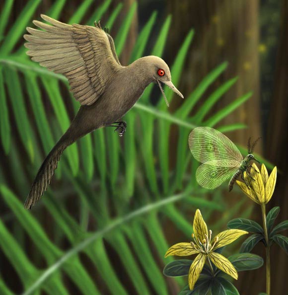 Oculudentavis khaungraaea. Image credit: Han Zhixin.