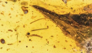 Oculudentavis khaungraaea. Image credit: Xing et al, doi: 10.1038/s41586-020-2068-4.