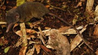 The Sulawesi hairy-tailed shrew (Crocidura caudipilosa). Image credit: Kevin Rowe, Museums Victoria.