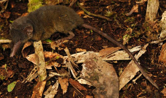 The Sulawesi hairy-tailed shrew (Crocidura caudipilosa). Image credit: Kevin Rowe, Museums Victoria.