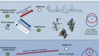 Existing data from known coronaviruses can be used to predict which parts of SARS-CoV-2 are capable of activating the human immune system. Image credit: Grifoni et al.