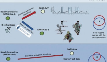Existing data from known coronaviruses can be used to predict which parts of SARS-CoV-2 are capable of activating the human immune system. Image credit: Grifoni et al.