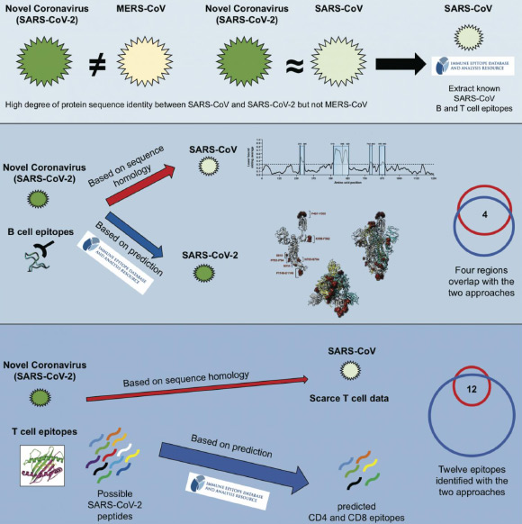 Existing data from known coronaviruses can be used to predict which parts of SARS-CoV-2 are capable of activating the human immune system. Image credit: Grifoni et al.