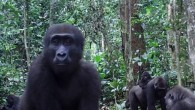 Western lowland gorillas (Gorilla gorilla gorilla). Image credit: Morrison et al, doi: 10.1038/s41598-020-60504-6.