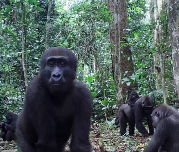 Western lowland gorillas (Gorilla gorilla gorilla). Image credit: Morrison et al, doi: 10.1038/s41598-020-60504-6.