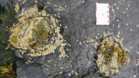 Fossil tracks left by a stegosaur on the Isle of Skye, Scotland. Image credit: Steve Brusatte.