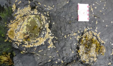 Fossil tracks left by a stegosaur on the Isle of Skye, Scotland. Image credit: Steve Brusatte.