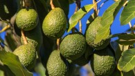 Edwards et al evaluated the influence of avocado consumption on cognitive function and lutein status among adults with overweight and obesity using a randomized-controlled trial with matching design for pertinent study outcomes. Image credit: Sandid.