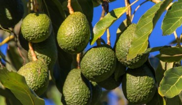 Edwards et al evaluated the influence of avocado consumption on cognitive function and lutein status among adults with overweight and obesity using a randomized-controlled trial with matching design for pertinent study outcomes. Image credit: Sandid.