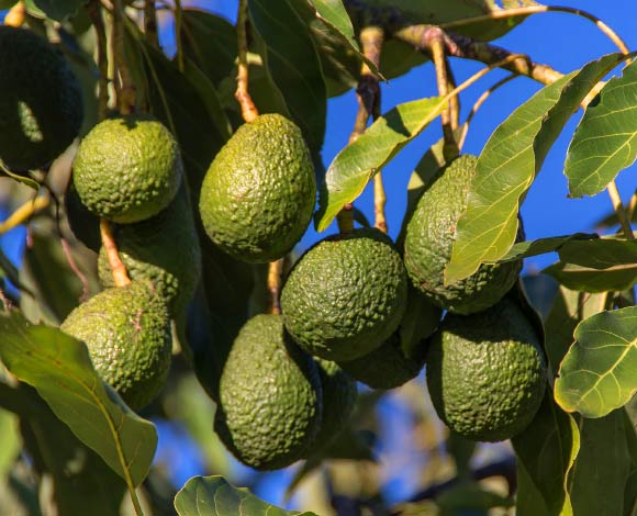 Edwards et al evaluated the influence of avocado consumption on cognitive function and lutein status among adults with overweight and obesity using a randomized-controlled trial with matching design for pertinent study outcomes. Image credit: Sandid.