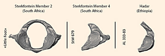 Comparison of the nearly intact first cervical vertebra of the Little Foot and two Australopithecus from Sterkfontein in South Africa and from Hadar in Ethiopia. Image credit: Amélie Beaudet / Wits University.