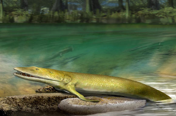 An artist’s reconstruction of Elpistostege watsoni fossil found in Miguasha, Canada. Image credit: Katrina Kenny.