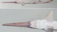 Pliotrema kajae, adult male, 97 cm total length. Image credit: Oddgeir Berg Alvheim, Institute of Marine Research, Bergen, Norway.