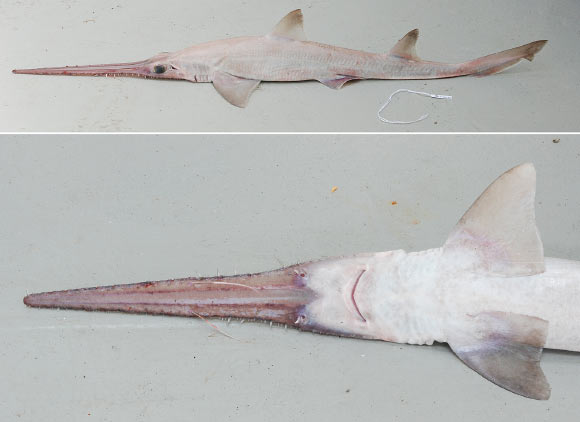 Pliotrema kajae, adult male, 97 cm total length. Image credit: Oddgeir Berg Alvheim, Institute of Marine Research, Bergen, Norway.