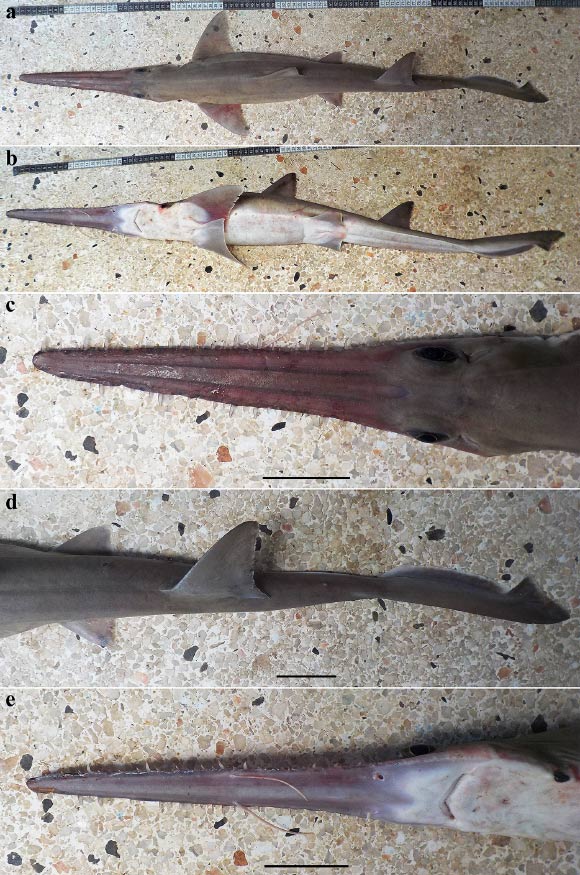 Pliotrema annae, presumably adult female, 98 cm total length. Scale bars - 5 cm. Image credit: Oddgeir Berg Alvheim, Institute of Marine Research, Bergen, Norway.