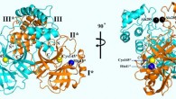3D structure of SARS-CoV-2 Mpro, in two different views. One protomer of the dimer is shown in light blue, the other one in orange. Domains are labeled by Roman numbers. Amino-acid residues of the catalytic site are indicated as yellow and blue spheres, for Cys145 and His41, respectively. An asterisk marks a residue from protomer B (orange). Black spheres indicate the positions of Ala285 of each of the two domains III. Chain termini are labeled N and C for molecule A (light blue) and N* and C* for molecule B (orange). Image credit: Zhang et al, doi: 10.1126/science.abb3405.