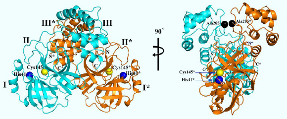 3D structure of SARS-CoV-2 Mpro, in two different views. One protomer of the dimer is shown in light blue, the other one in orange. Domains are labeled by Roman numbers. Amino-acid residues of the catalytic site are indicated as yellow and blue spheres, for Cys145 and His41, respectively. An asterisk marks a residue from protomer B (orange). Black spheres indicate the positions of Ala285 of each of the two domains III. Chain termini are labeled N and C for molecule A (light blue) and N* and C* for molecule B (orange). Image credit: Zhang et al, doi: 10.1126/science.abb3405.