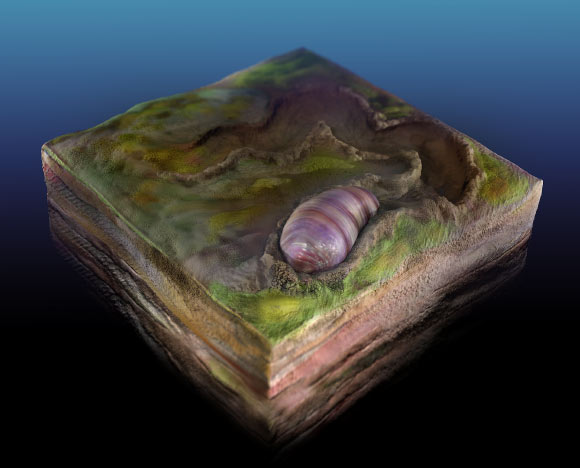 Reconstruction of Ikaria wariootia in life position. Image credit: Sohail Wasif / University of California, Riverside.