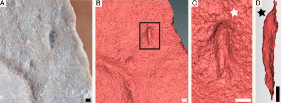 Type specimen of Ikaria wariootia from Nilpena, including (A) photograph; and (B-D) 3D laser scans; notice distinct bilateral symmetry (wider end identified by white star in C and deeper end by black star in D). Scale bars - 1 mm. Image credit: Evans et al, doi: 10.1073/pnas.2001045117.