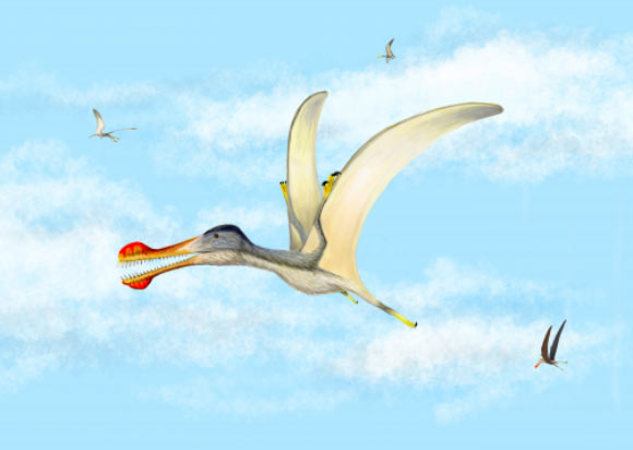 Anhanguera soaring the skies over the Kem Kem with Coloborhynchus and Ornithocheirus. Image credit: Megan Jacobs.