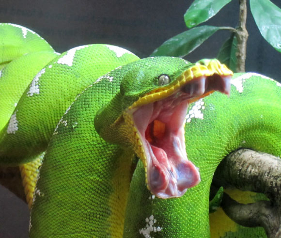 The study by Ward-Smith et al doesn’t support the hypothesis that natural selection for antipredator defense played an important role in the origin of snake venom or front-fanged delivery systems in general, although there may be intriguing exceptions to this rule. Image credit: J.E. Nate / CC BY-SA 3.0.