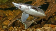 The sterlet (Acipenser ruthenus). Image credit: Andreas Hartl.