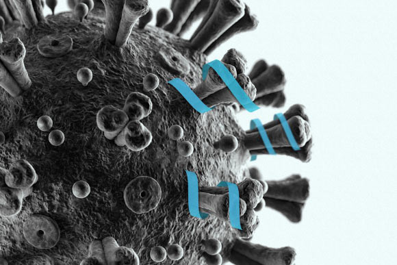 Zhang et al designed a peptide that can bind to part of SARS-CoV-2’s spike protein. Image credit: Christine Daniloff, MIT.