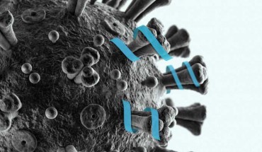 Zhang et al designed a peptide that can bind to part of SARS-CoV-2’s spike protein. Image credit: Christine Daniloff, MIT.