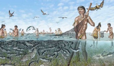 Fish were captured and stored by the Calusa people in complex walled structures called watercourts, constructed of shell and other sediments. Image credit: Merald Clark.