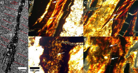Example microscopic images from thin sections of 90-million-year-old fossil roots: (a) overview scan of root fragment with indicated locations of detailed microscopic images (b-e); white arrows indicate the locations of preserved parenchyma storage cells, including potential aerenchyma gas exchange cells (d). Scale bar in (d) applies to (b-e). Image credit: Klages et al, doi: 10.1038/s41586-020-2148-5.
