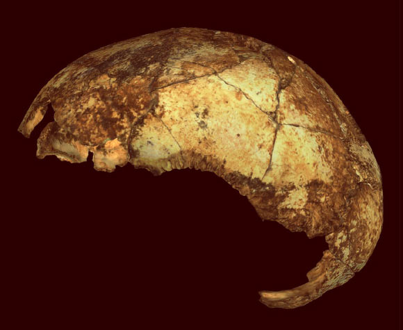 The DNH 134 Homo erectus cranium from South Africa. Image credit: Jesse Martin / Reanud Joannes-Boyau / Andy I. R. Herries.