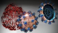 In cell cultures analyzed in the study, APN01 inhibited the coronavirus load by a factor of 1,000-5,000. Image credit: Tibor Kulcsar / IMBA.